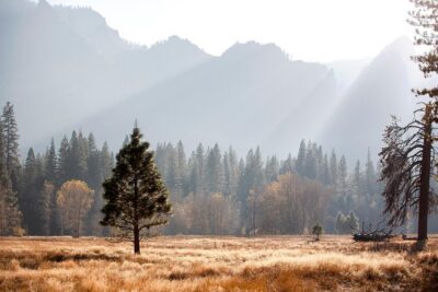 Yosemite Highlights & Giant Sequoias Day Tour from San Francisco - The drive with stories: Gold Rush context on the way in