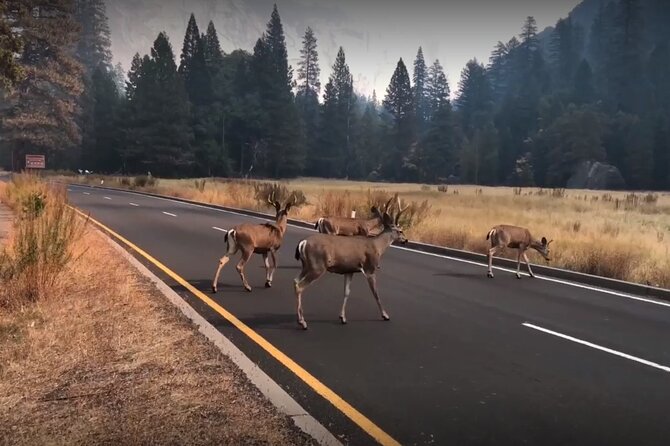 Yosemite, Kings Canyon National Parks 2 Day Tour from SF - The Real Meaning of 3 Hours in Yosemite