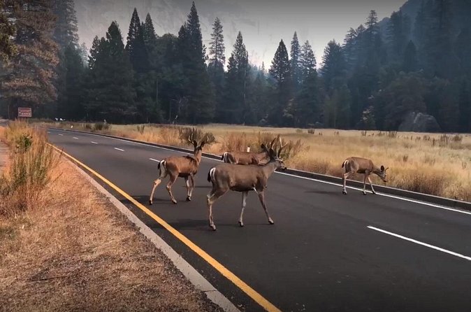 Yosemite, Kings Canyon National Parks 2 Day Tour from SF - Day 2: From Fresno Area into Kings Canyon and the Sequoias