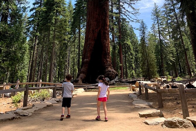 Yosemite Private Tour from San Francisco - Mariposa Grove and the giant sequoias: what to expect on your first stop